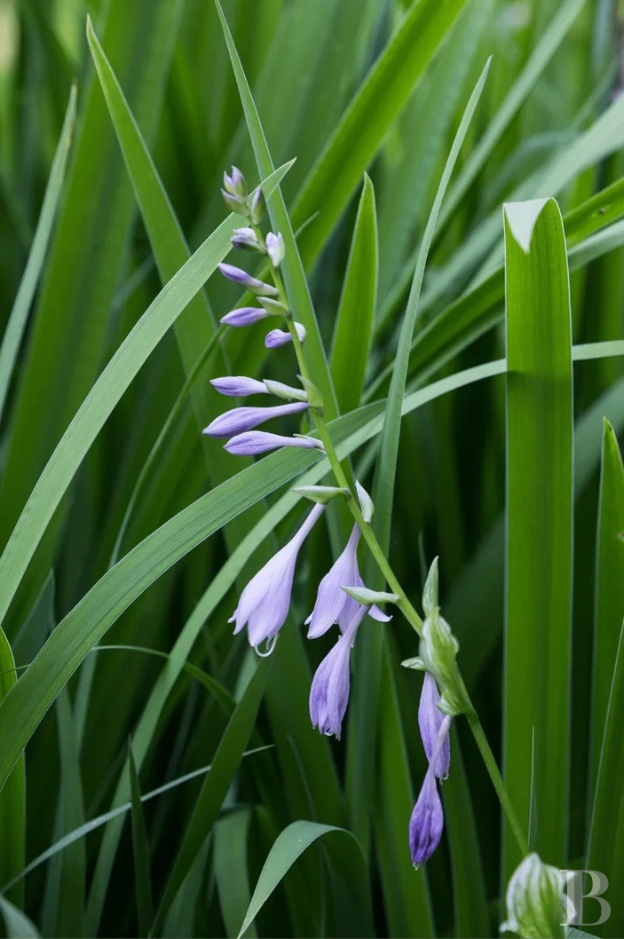 Two villas surrounded by water and greenery, North-West of Milan - photo  n°6